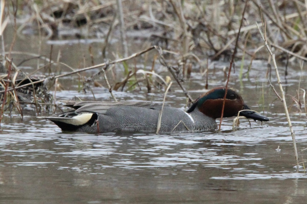 Green-winged Teal - ML618527810