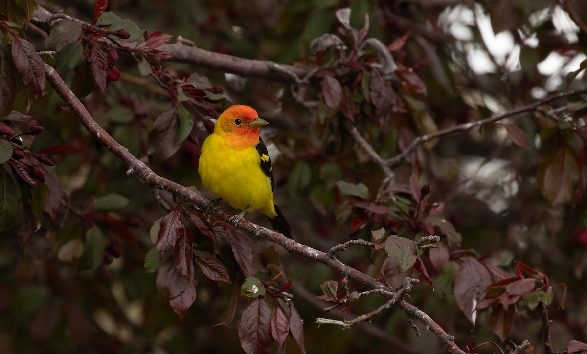 Western Tanager - ML618527811