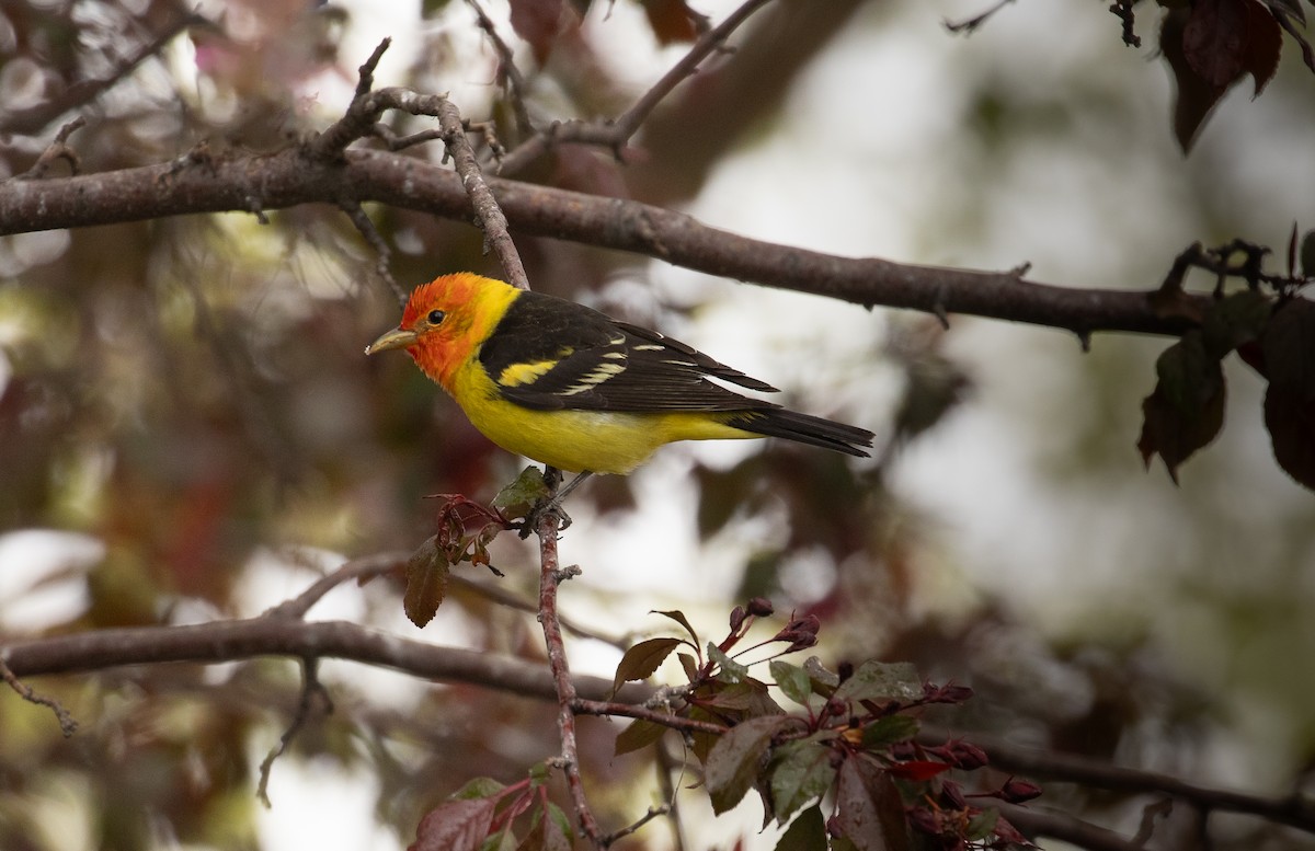 Western Tanager - ML618527812