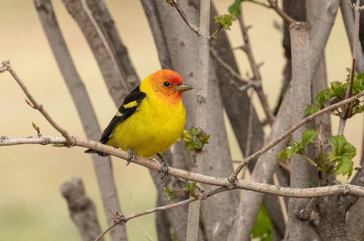 Western Tanager - ML618527813