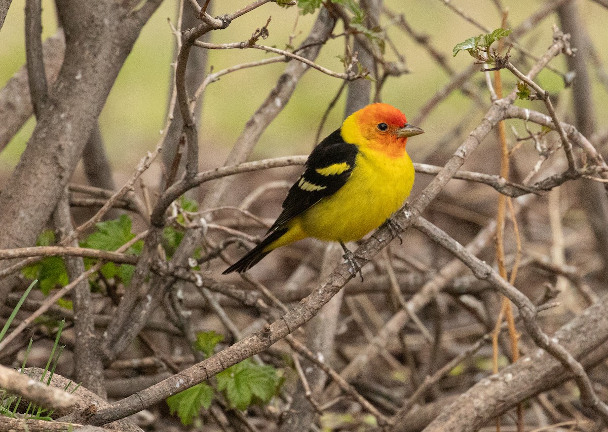 Western Tanager - ML618527814