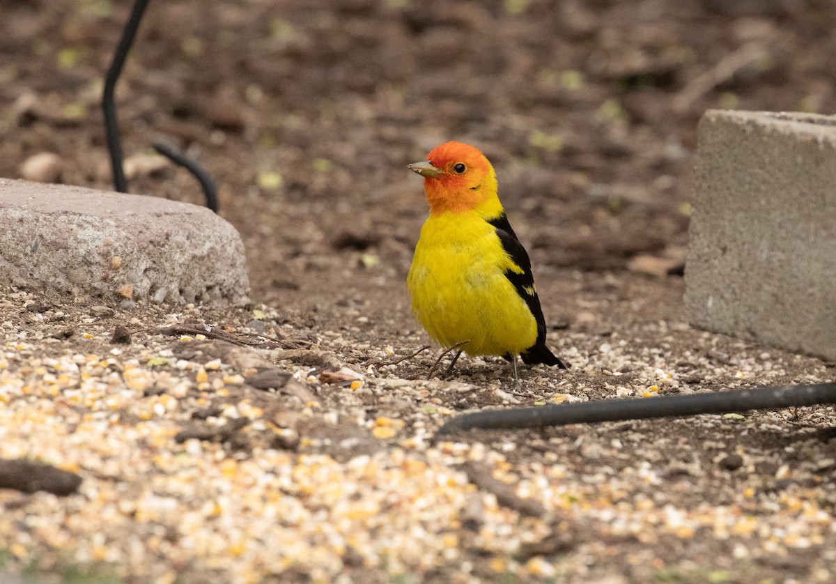 Western Tanager - ML618527815