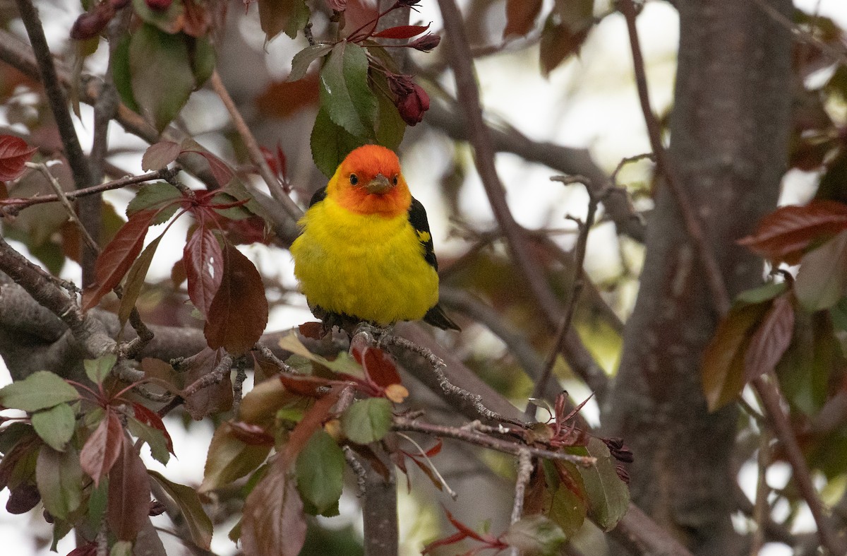 Western Tanager - ML618527816