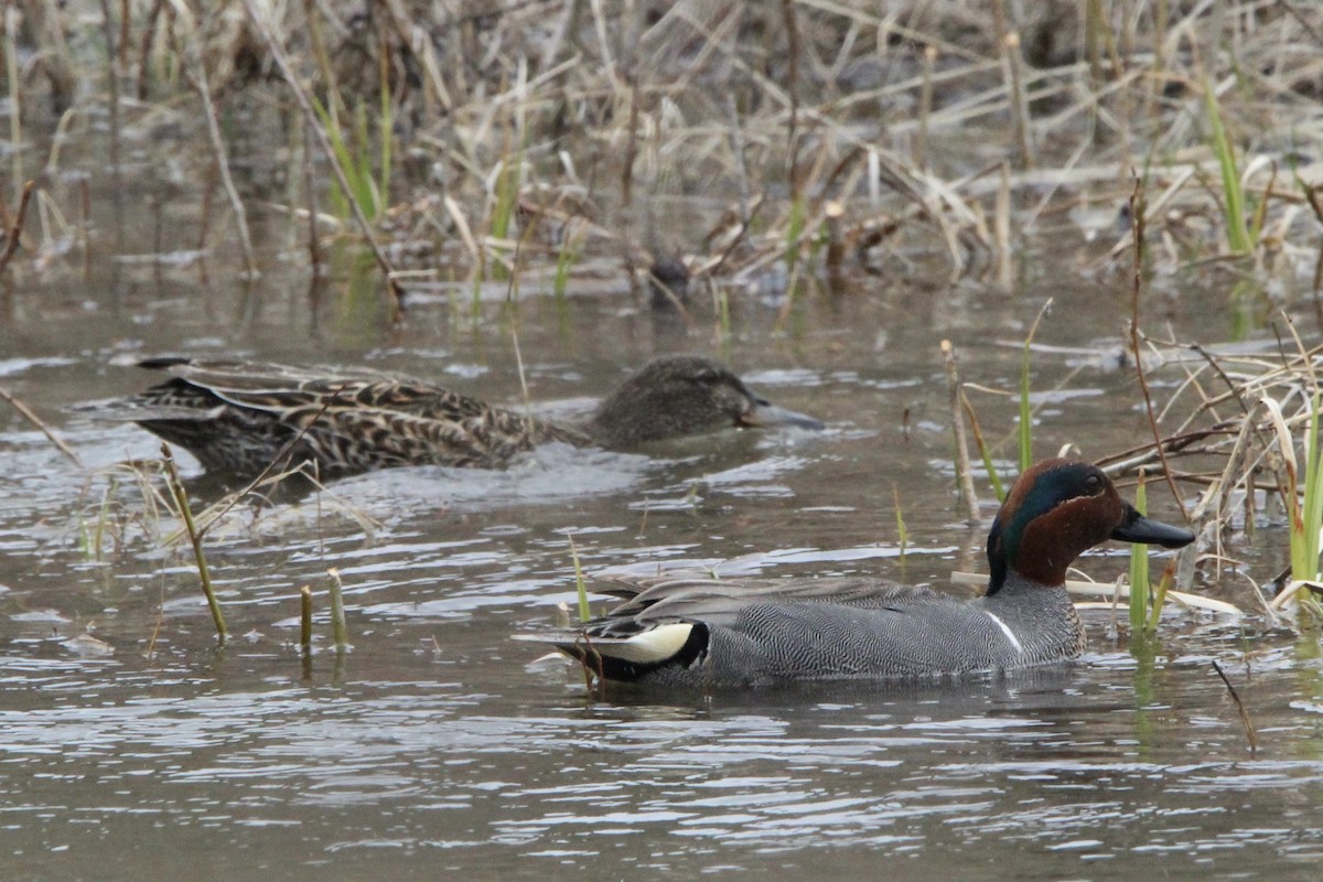 Green-winged Teal - ML618527820