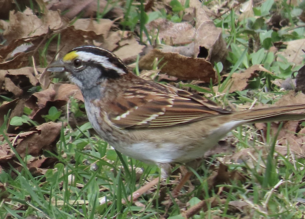White-throated Sparrow - Brenda Ketch