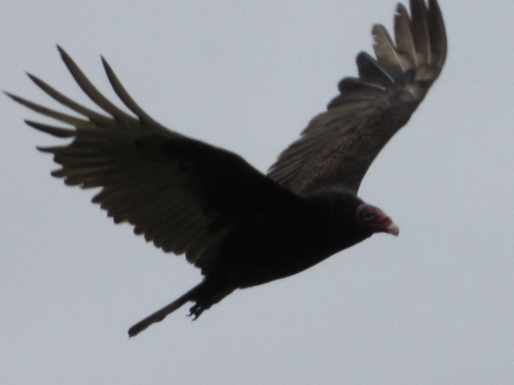 Turkey Vulture - ML618527890