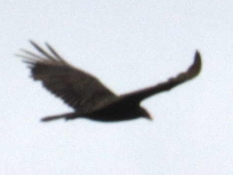 Turkey Vulture - ML618527891