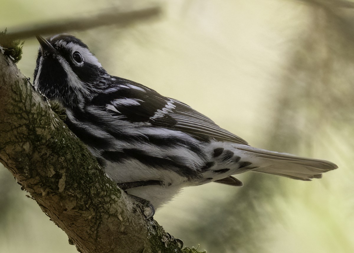 Black-and-white Warbler - ML618527900