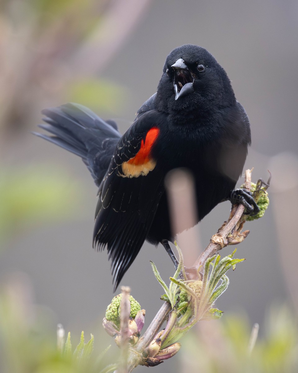 Red-winged Blackbird - ML618527924