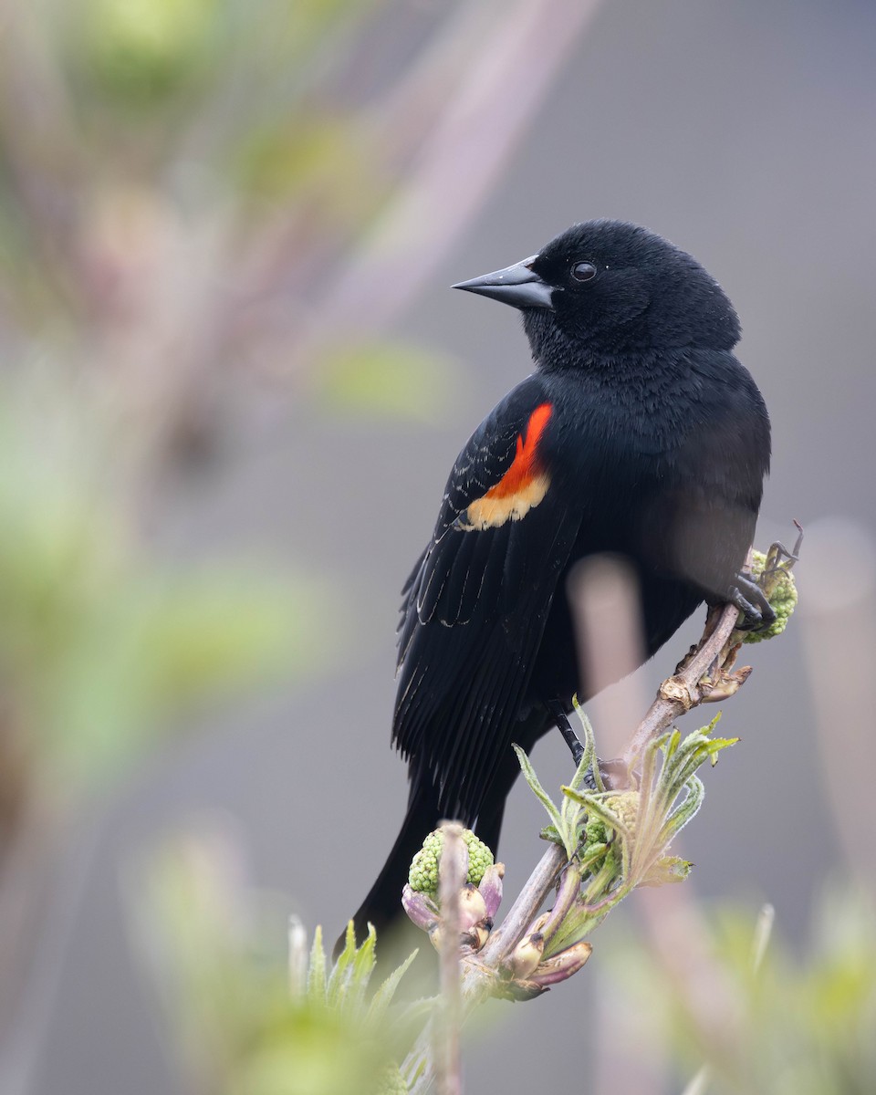 Red-winged Blackbird - patrick barry