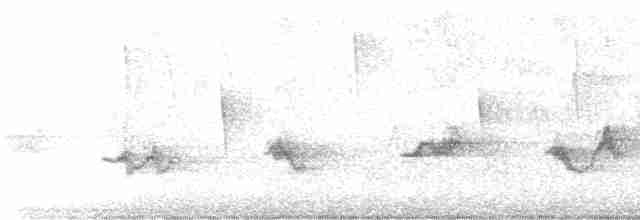 Чернокрылая пиранга - ML618527943