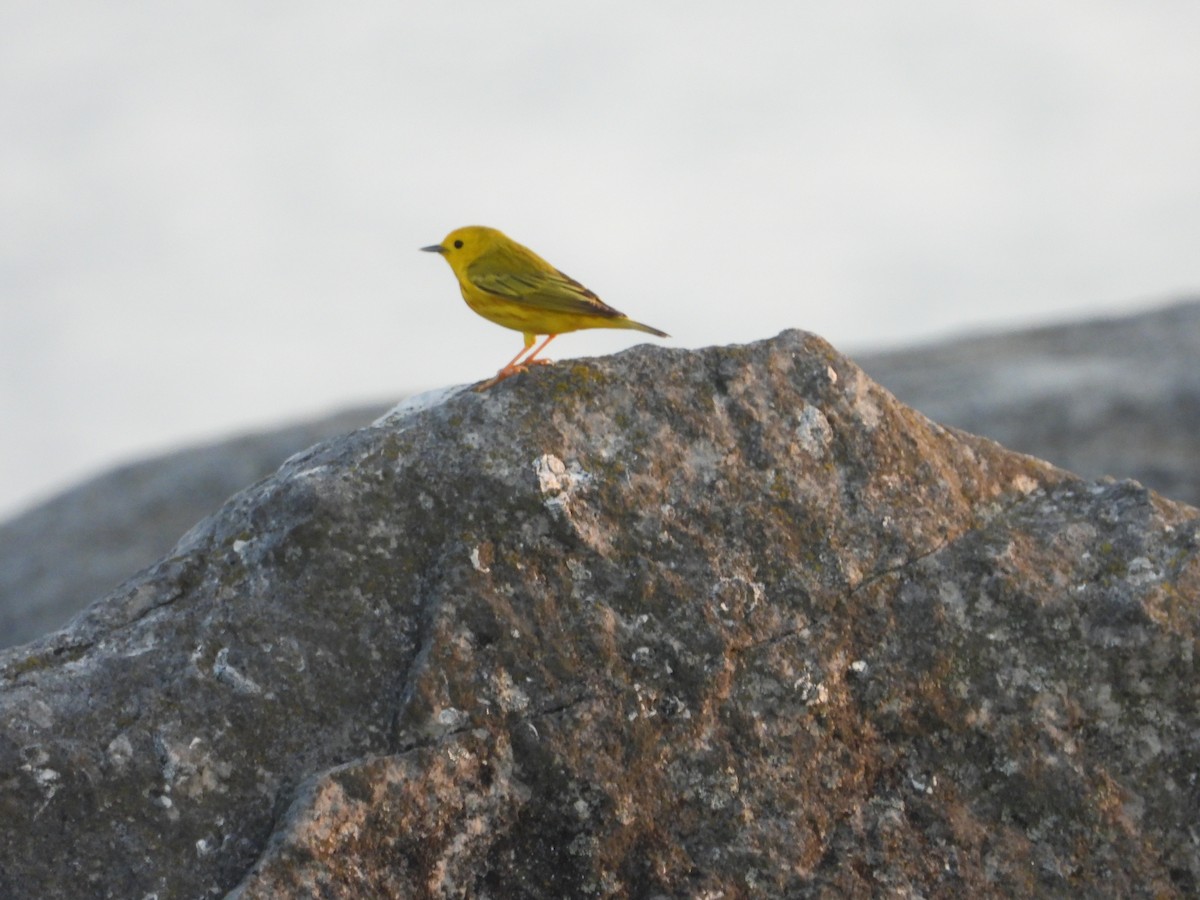 Yellow Warbler - ML618527981