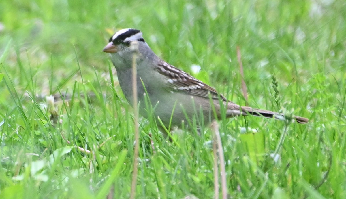 White-crowned Sparrow - ML618527983