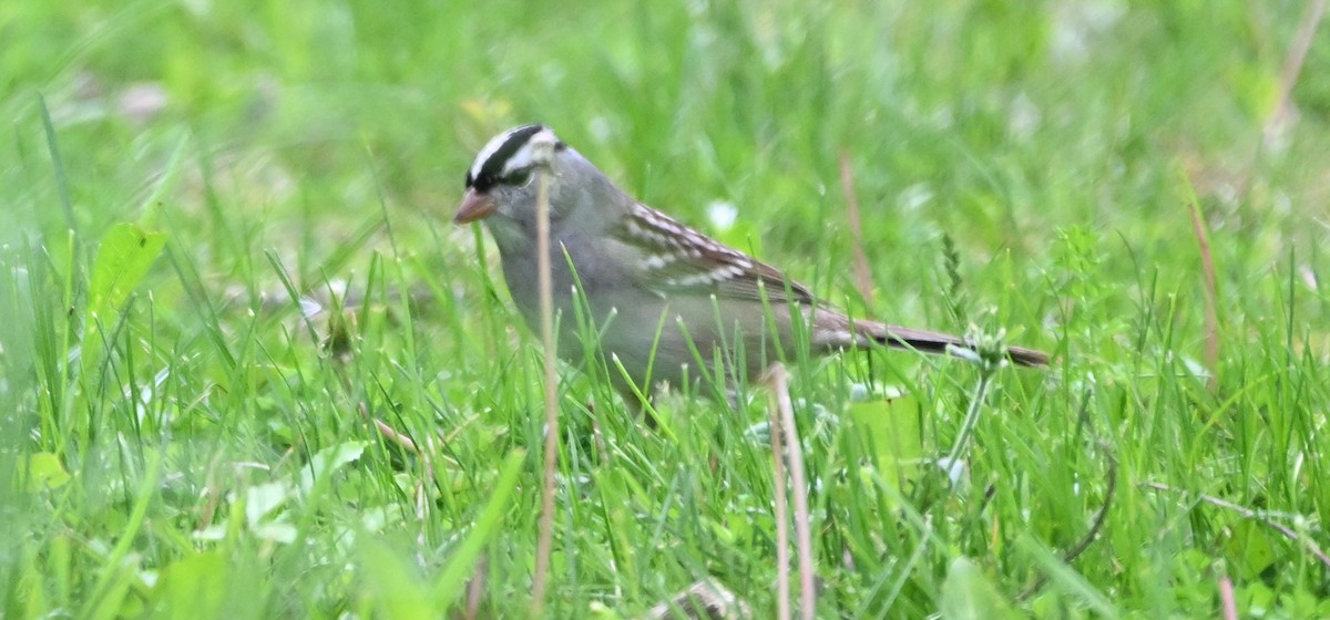 White-crowned Sparrow - ML618527984