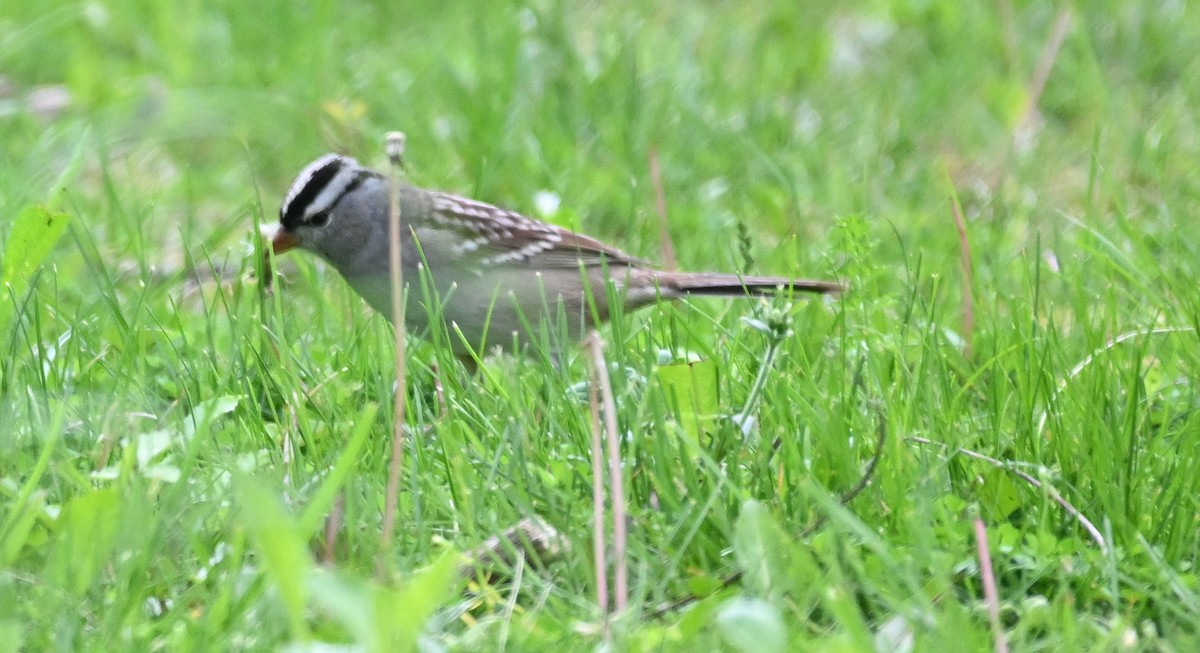White-crowned Sparrow - ML618527985
