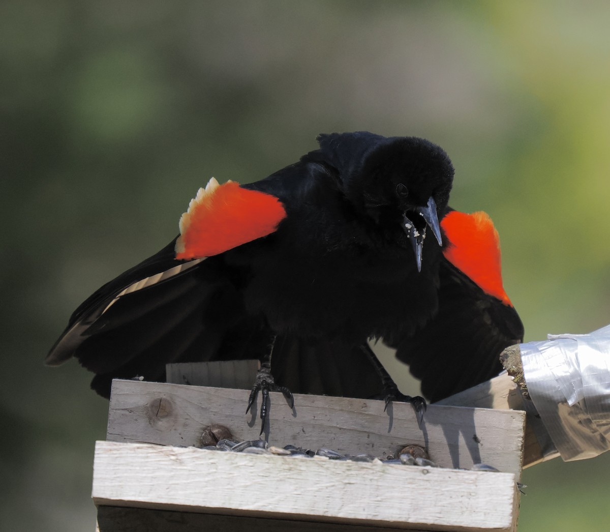 Red-winged Blackbird - ML618528008