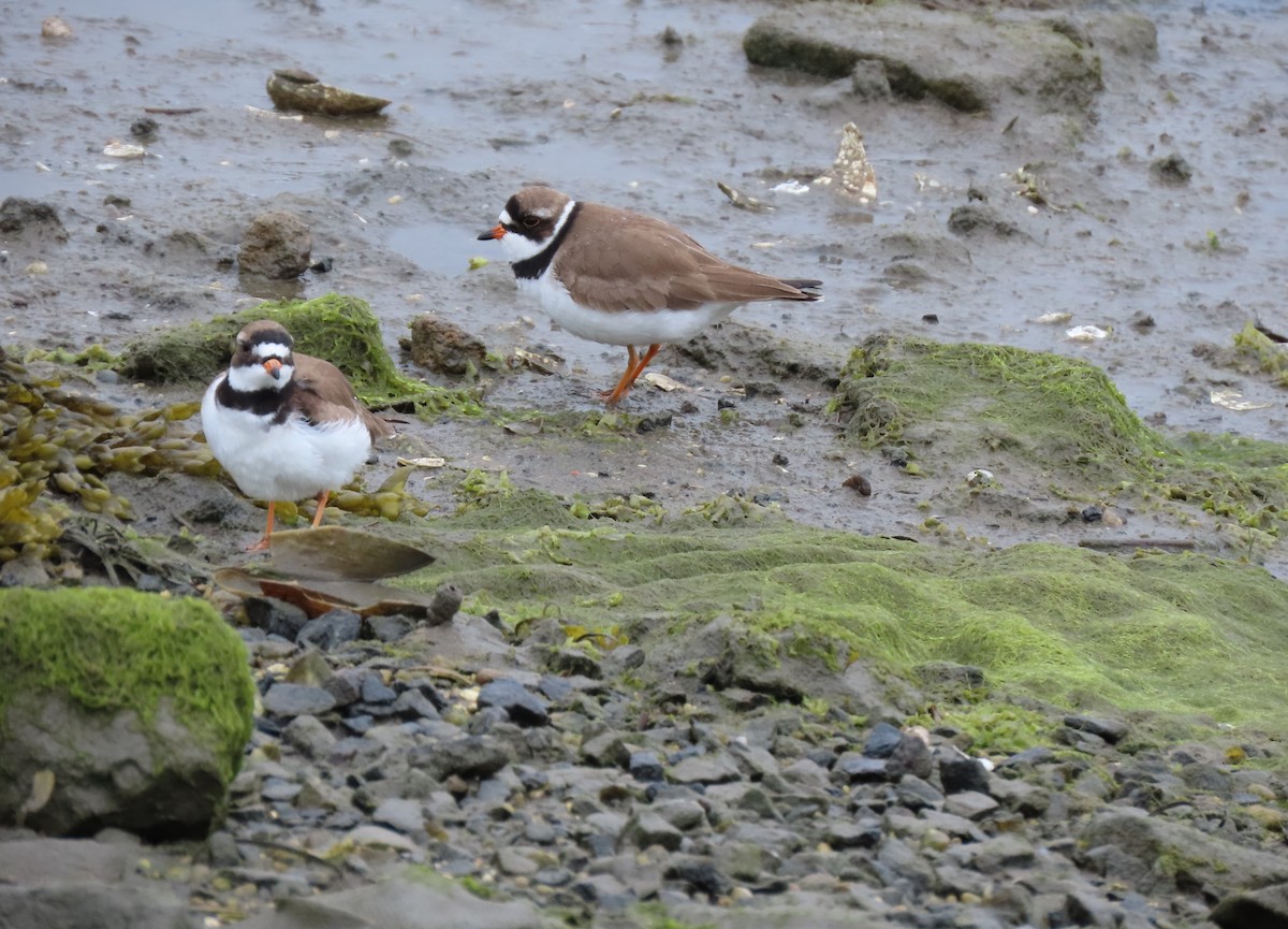 Semipalmated Plover - ML618528054