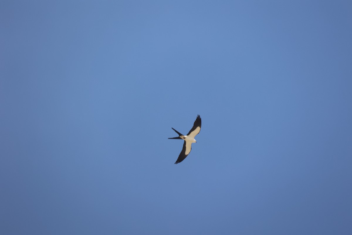 Swallow-tailed Kite - ML618528084