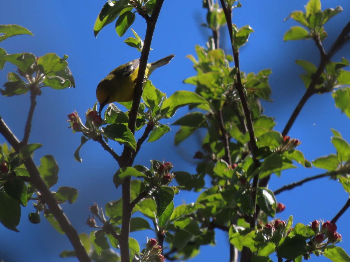 Blue-winged Warbler - Herky Birder