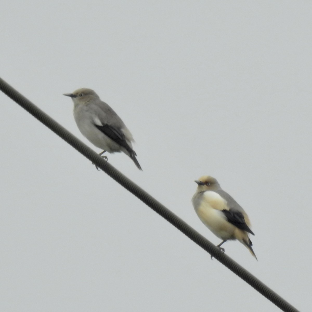 White-shouldered Starling - ML618528147