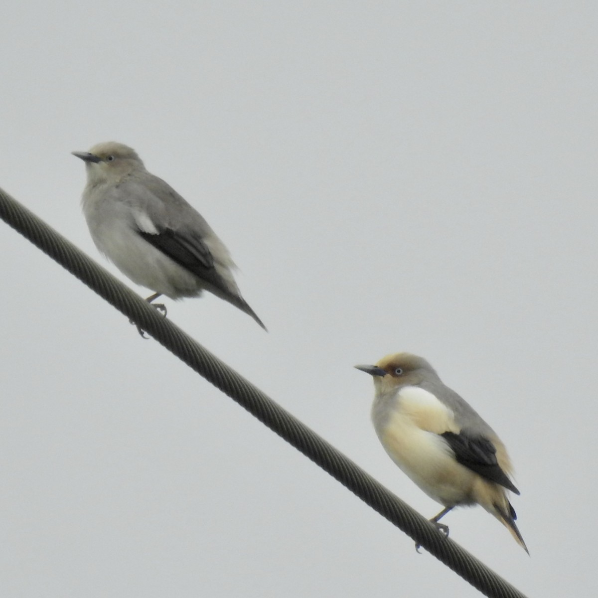 White-shouldered Starling - ML618528148