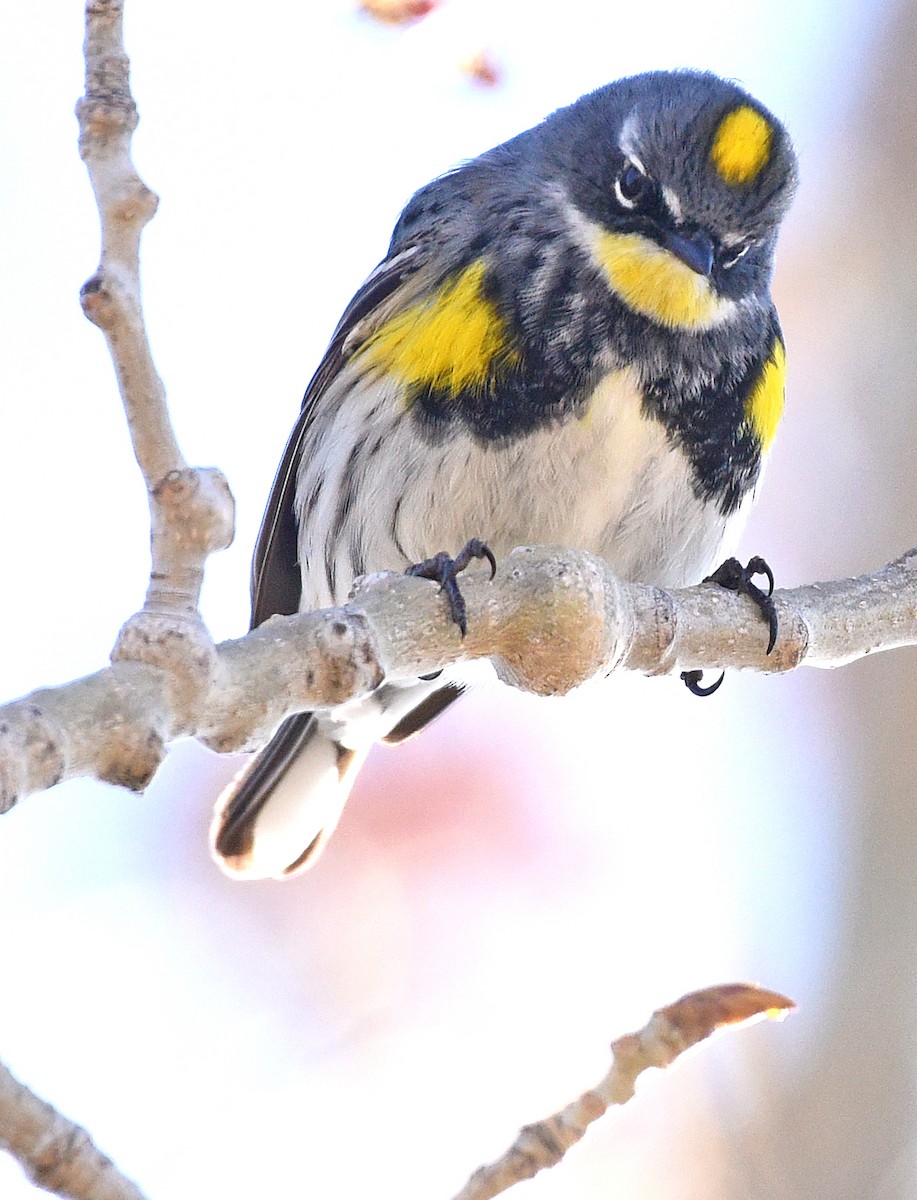 Yellow-rumped Warbler (Myrtle x Audubon's) - ML618528151