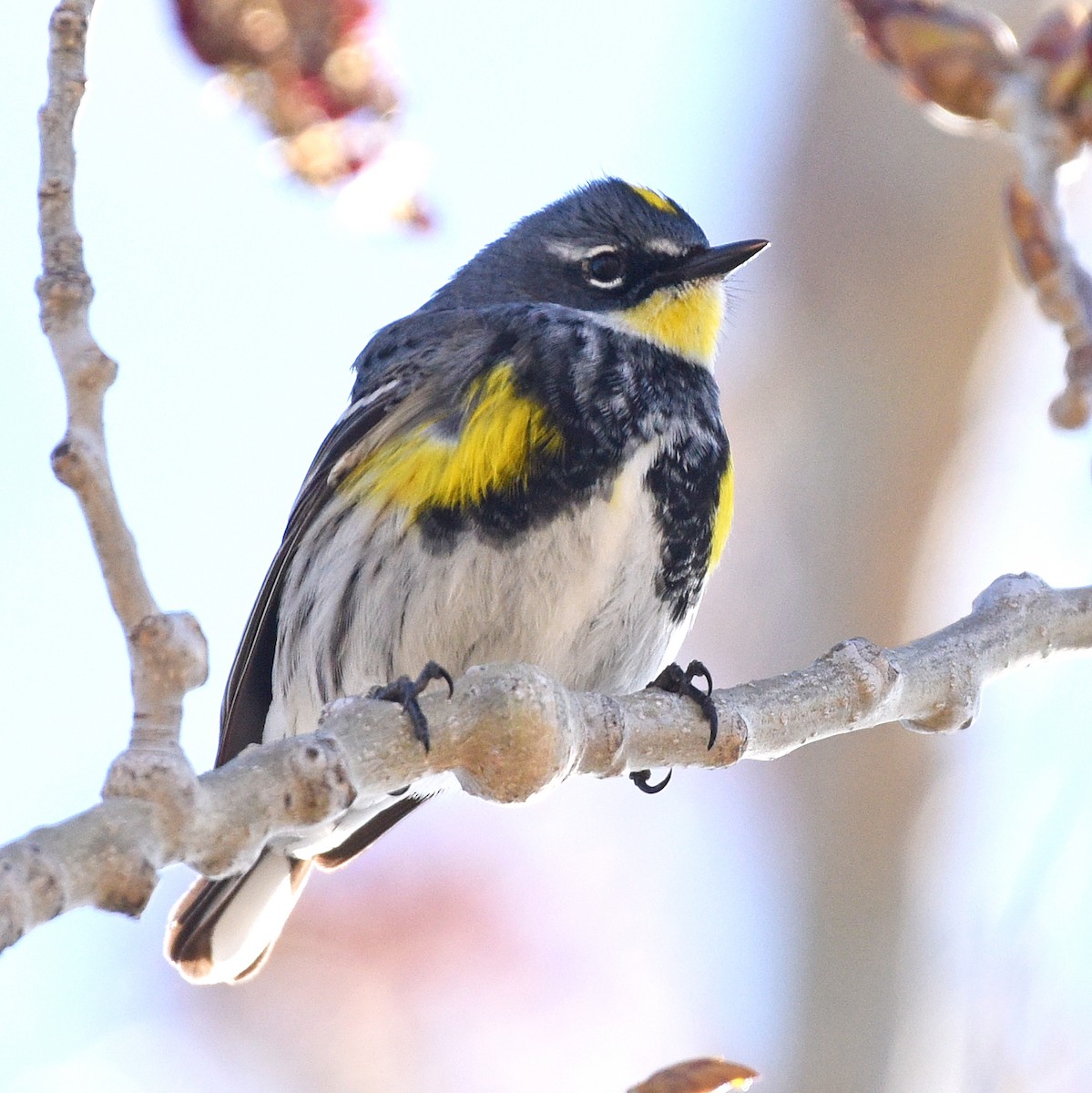 Yellow-rumped Warbler (Myrtle x Audubon's) - ML618528153
