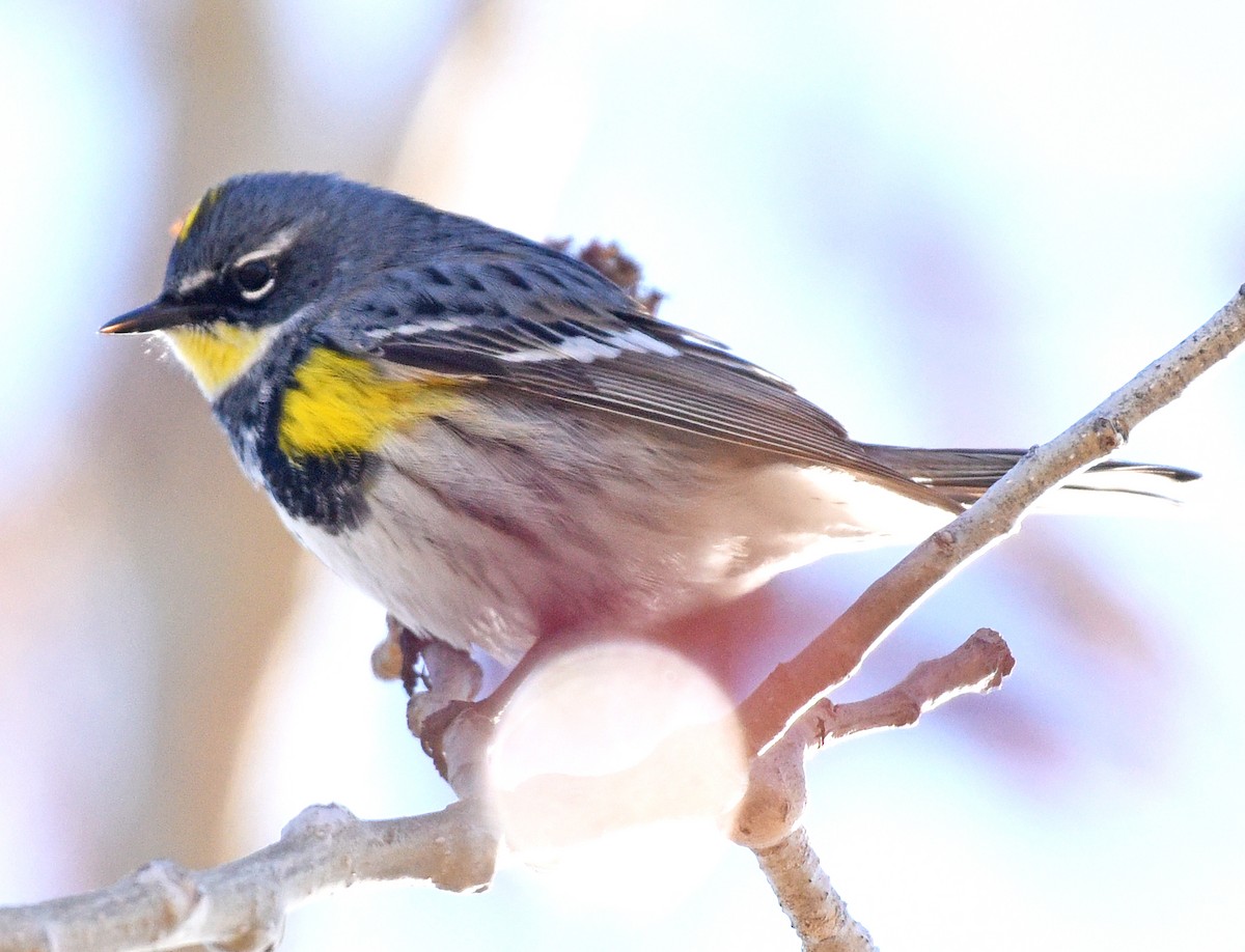 Yellow-rumped Warbler (Myrtle x Audubon's) - ML618528154
