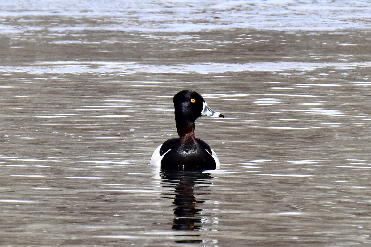 Ring-necked Duck - ML618528156