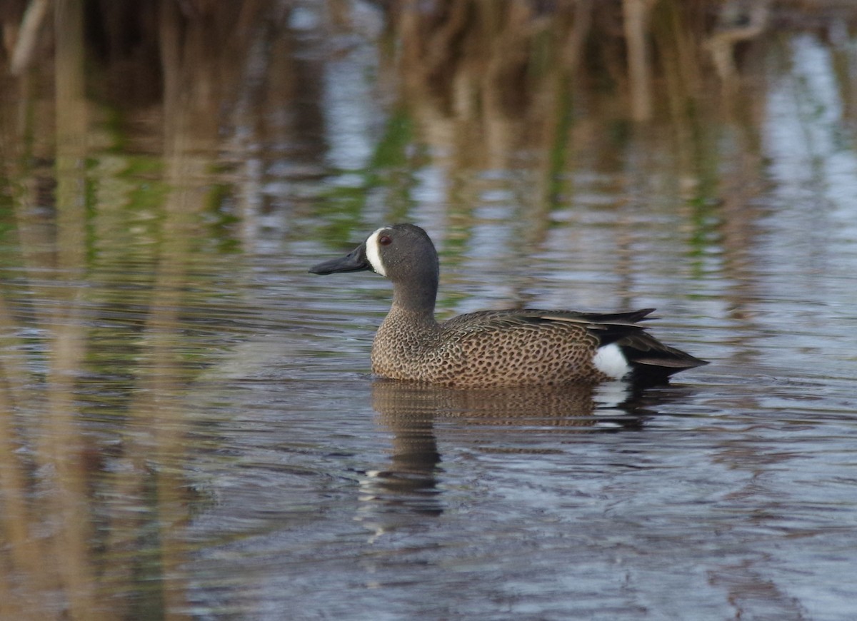 Blue-winged Teal - ML618528162