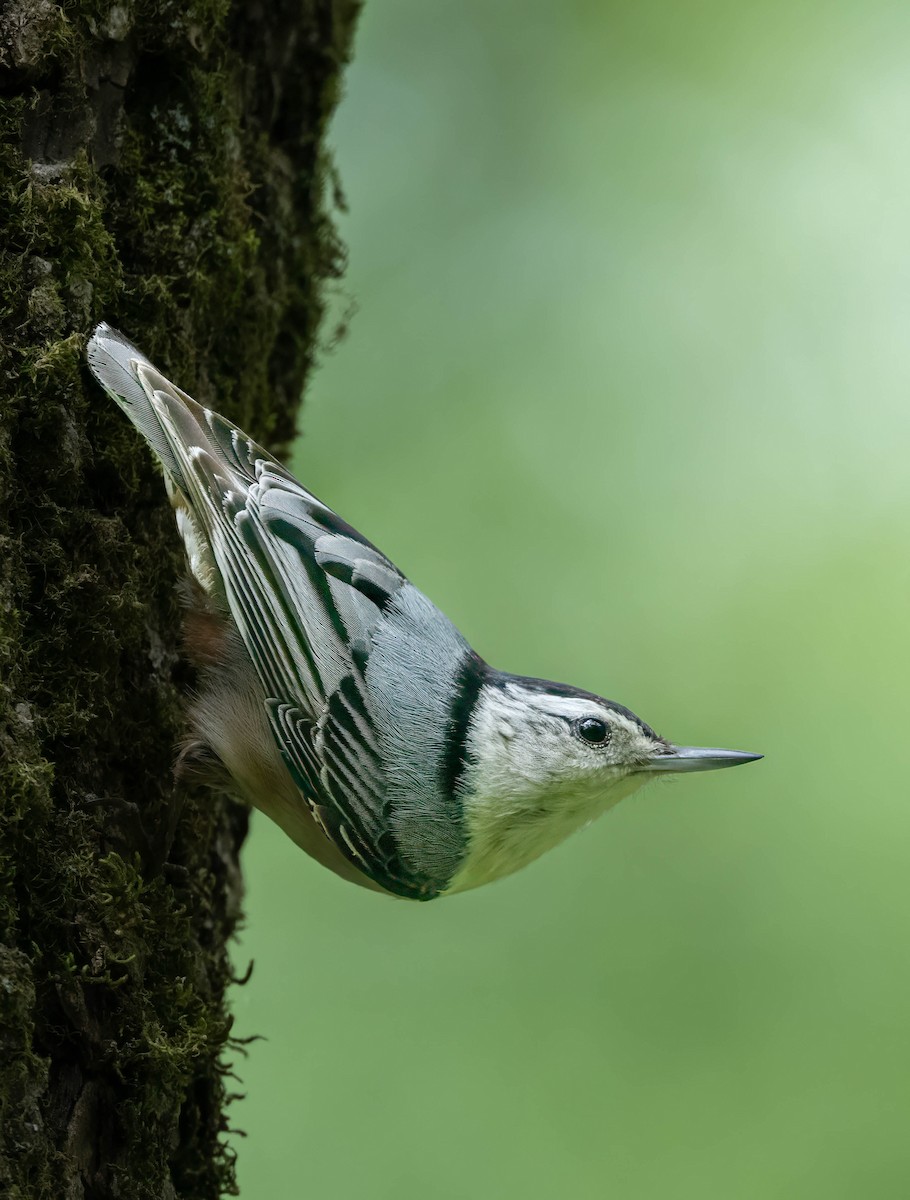 White-breasted Nuthatch - ML618528165