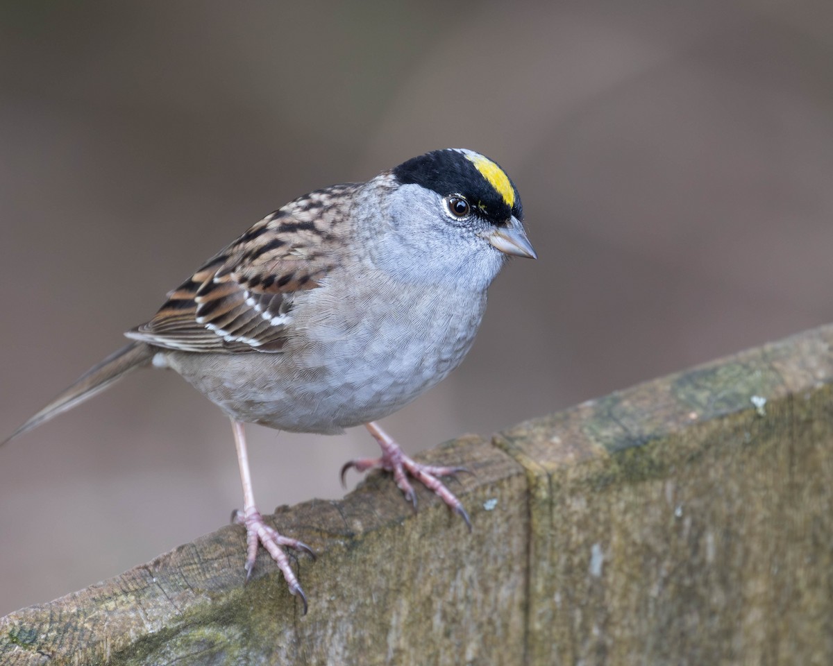 Golden-crowned Sparrow - ML618528171