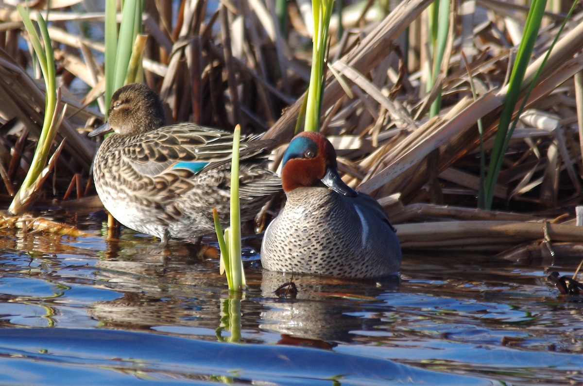 Green-winged Teal - ML618528187