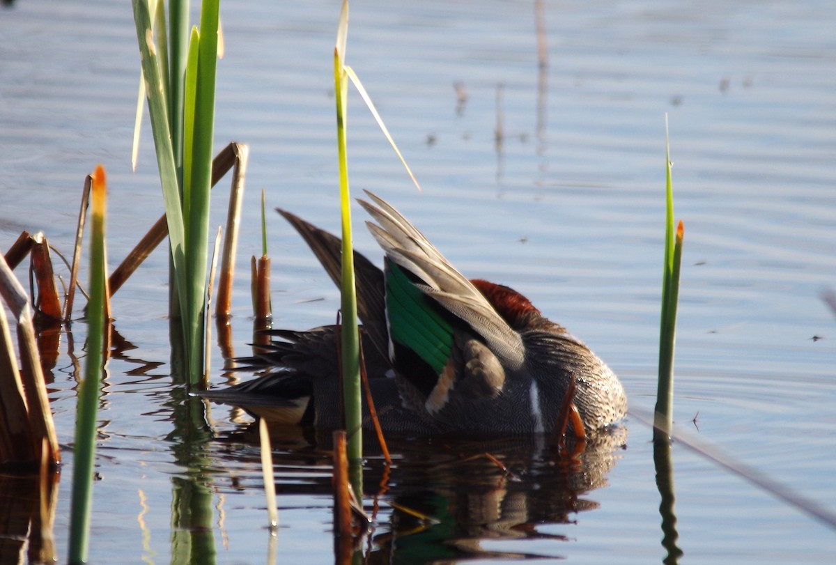 Green-winged Teal - ML618528212