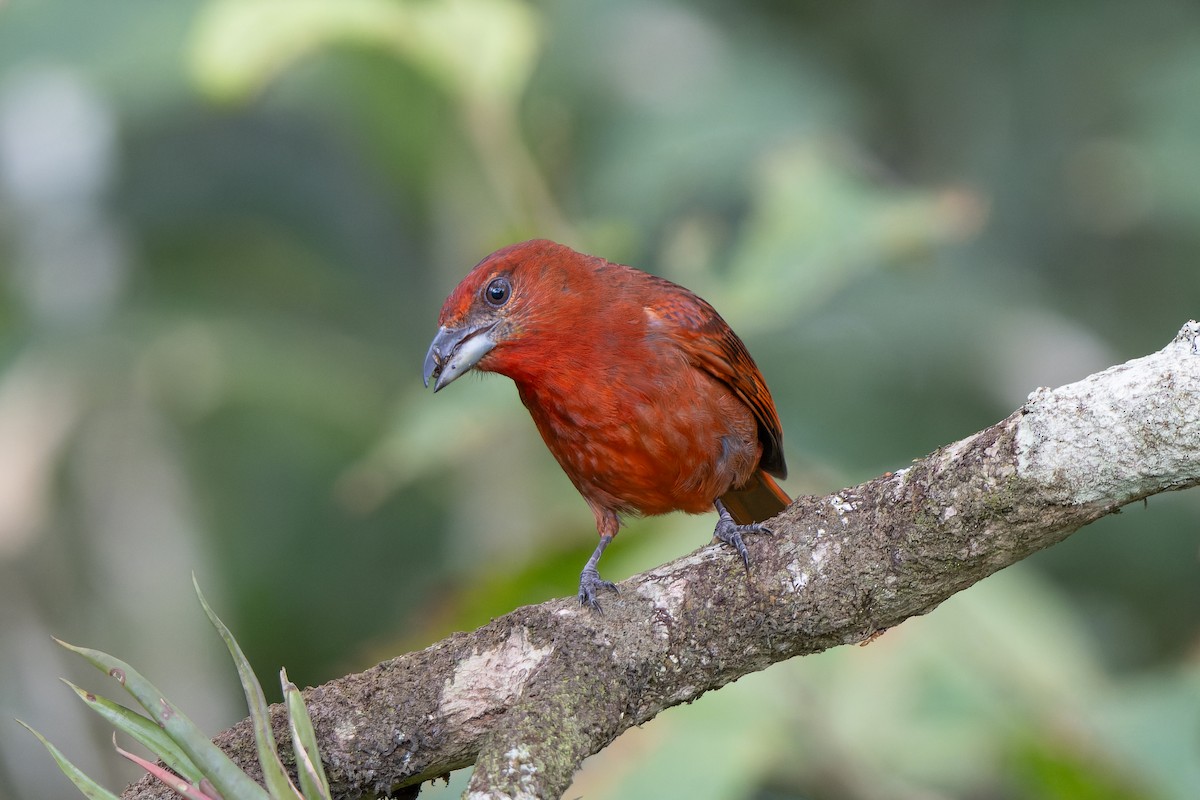 Hepatic Tanager - ML618528219
