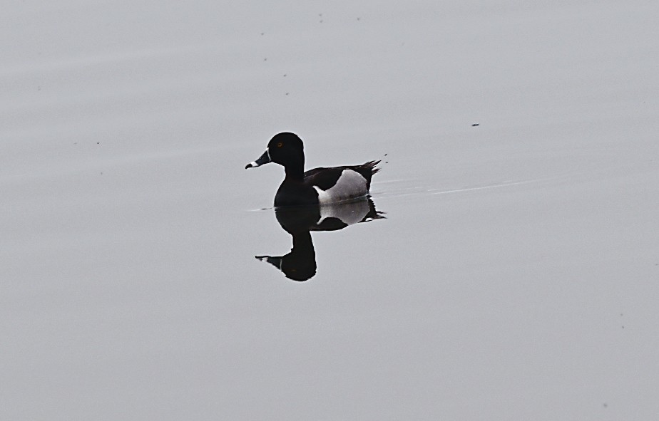Ring-necked Duck - Frank Wang