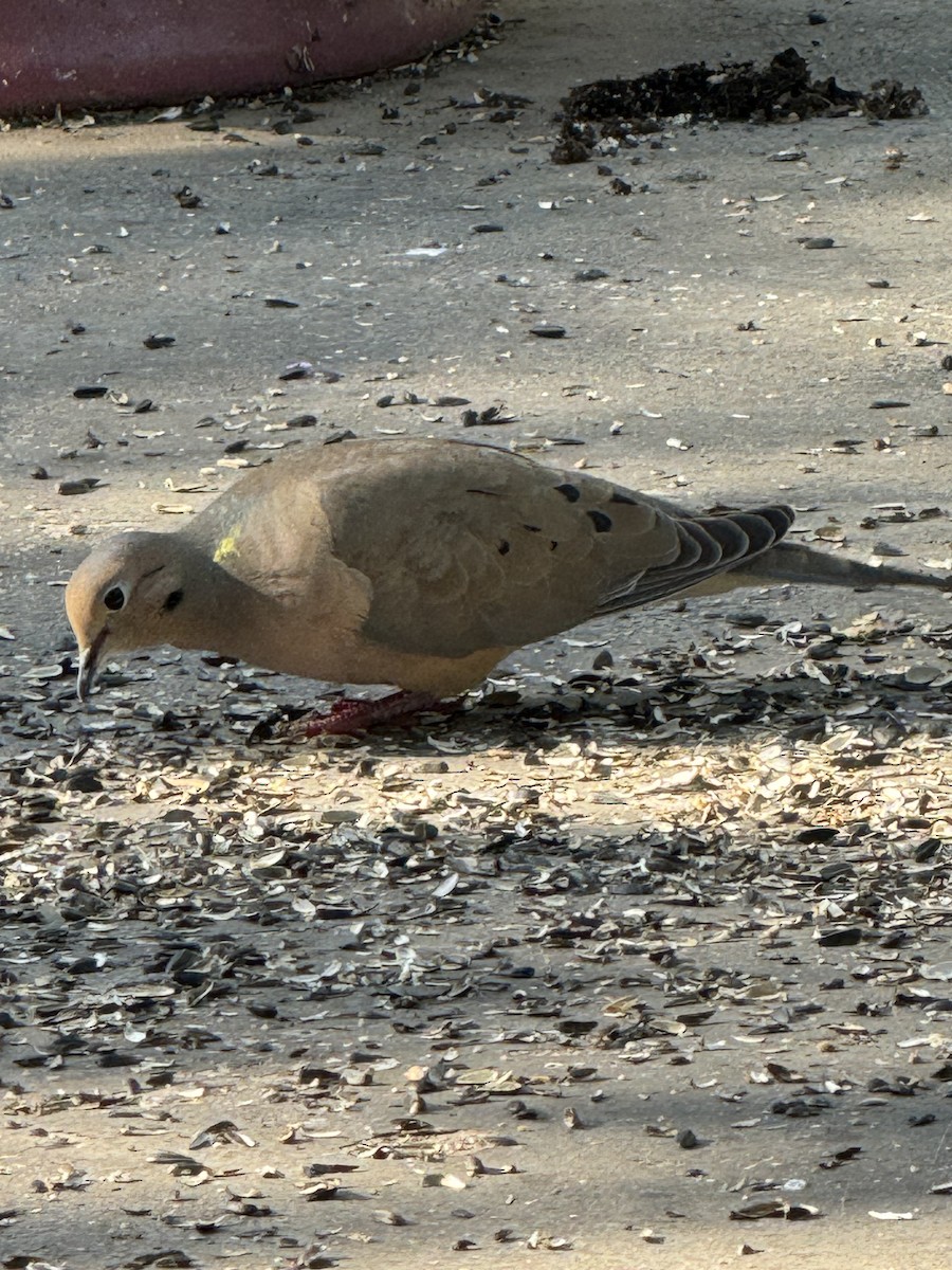 Mourning Dove - David Peterson