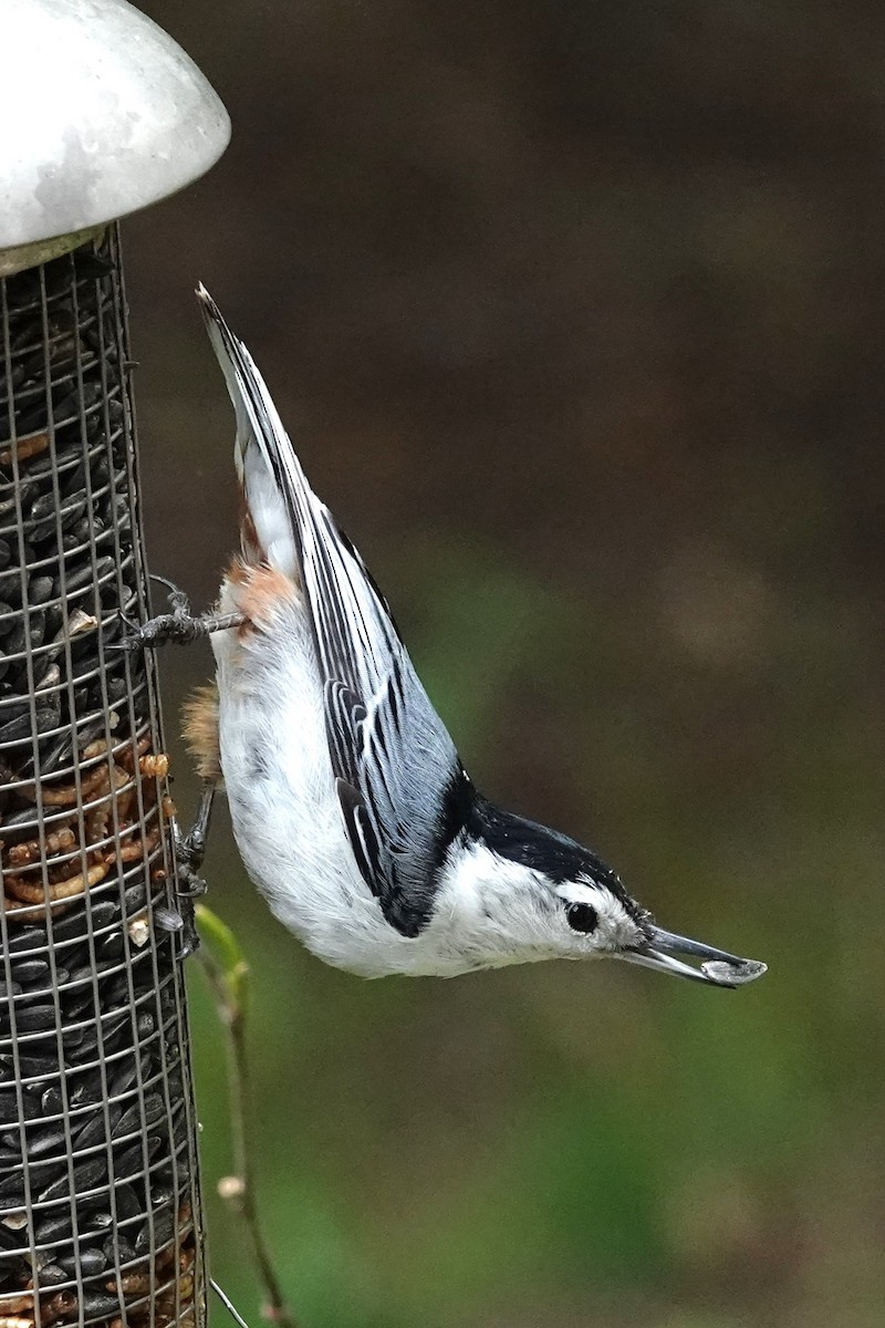 White-breasted Nuthatch - Allison Graves