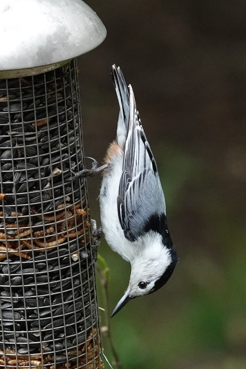 White-breasted Nuthatch - ML618528257