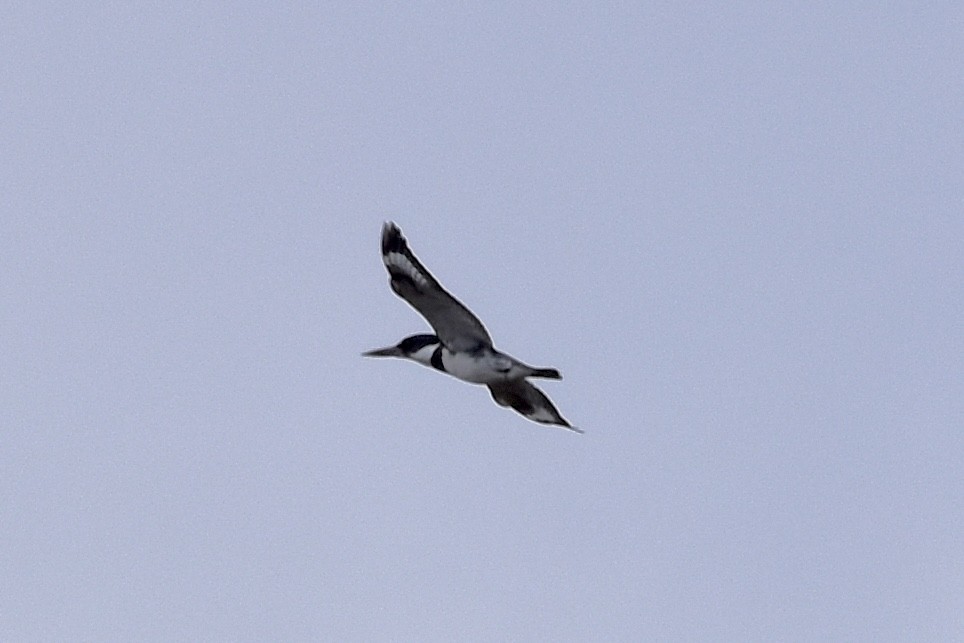 Belted Kingfisher - ML618528260