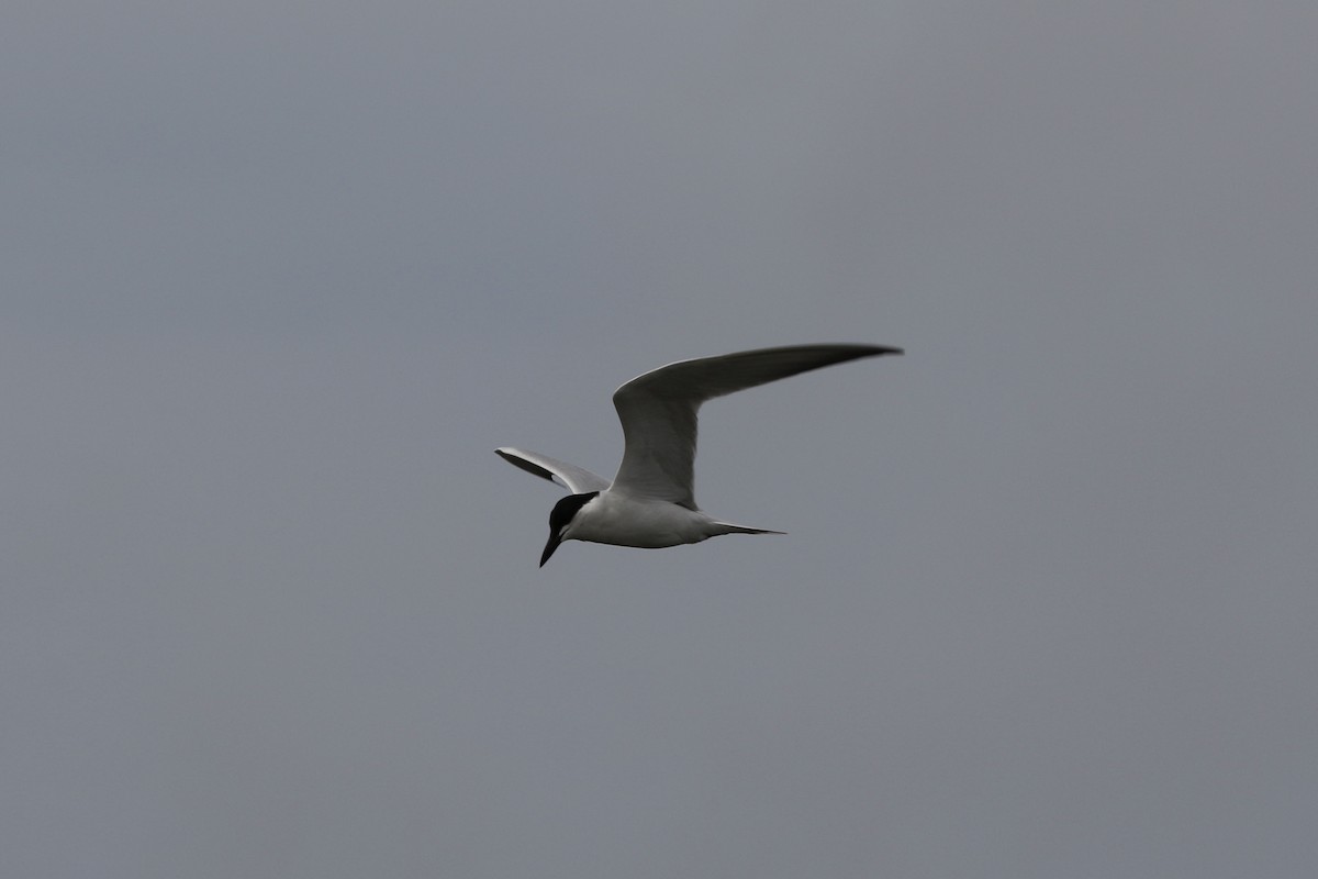 Gull-billed Tern - ML618528277