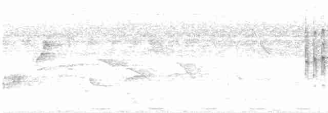 Бурошапочный острокрылый дятел - ML618528278