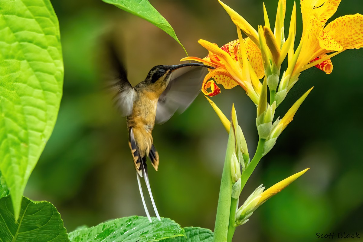 kolibřík dlouhoocasý - ML618528294