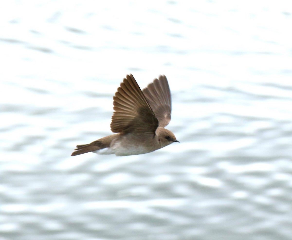 Northern Rough-winged Swallow - ML618528327