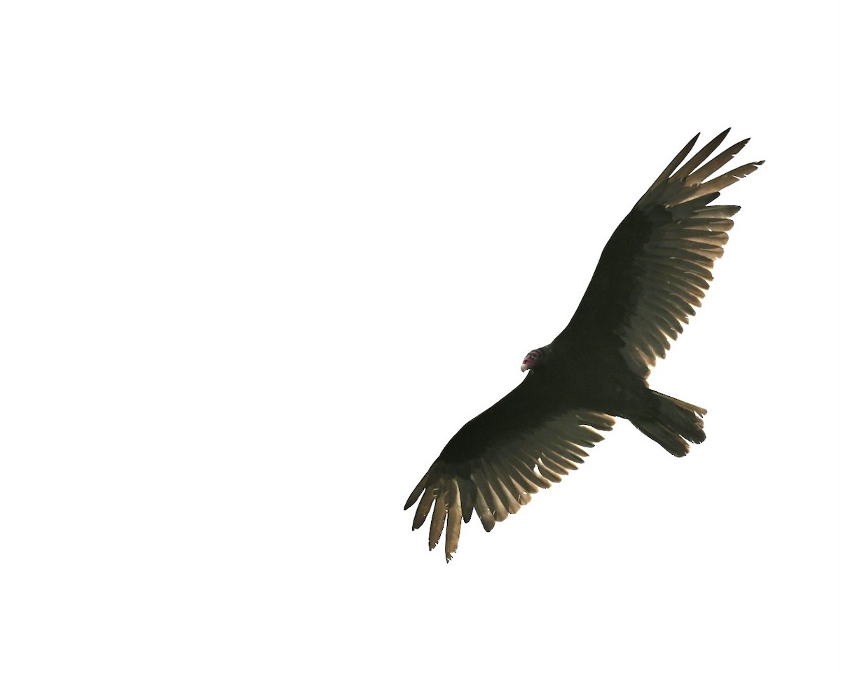 Turkey Vulture - ML618528332