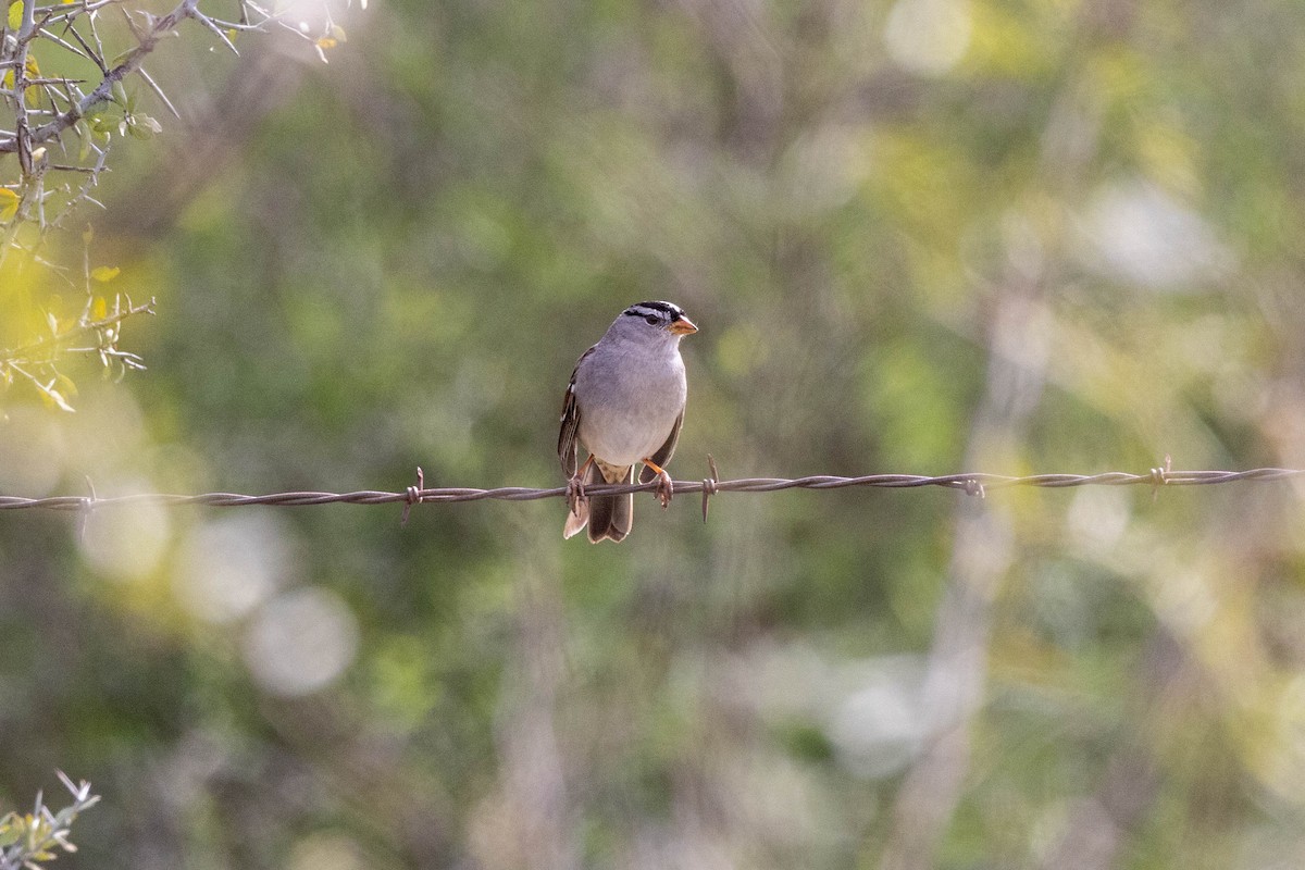 White-crowned Sparrow (Gambel's) - ML618528365