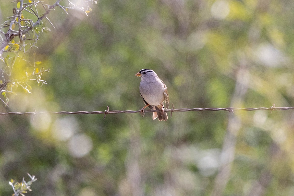 White-crowned Sparrow (Gambel's) - ML618528366