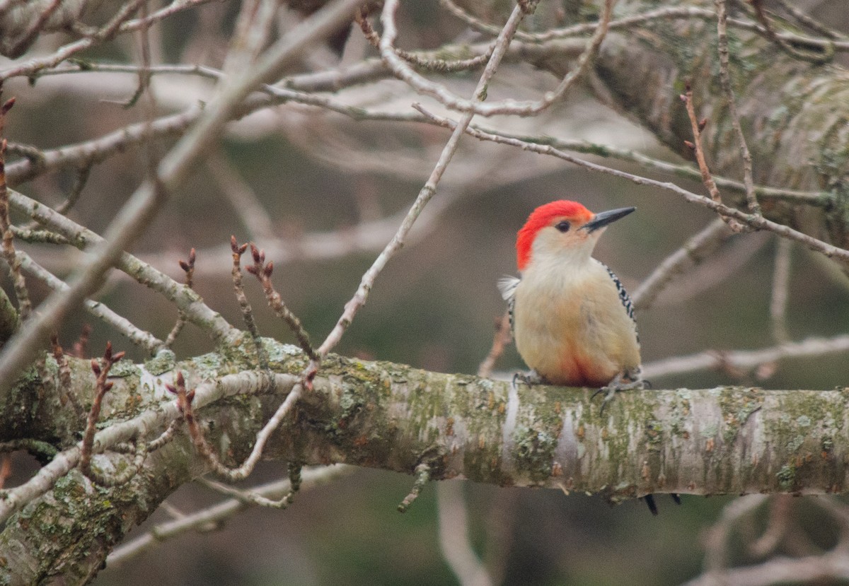 Red-bellied Woodpecker - ML618528367