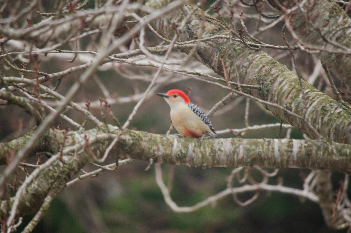 Red-bellied Woodpecker - ML618528373