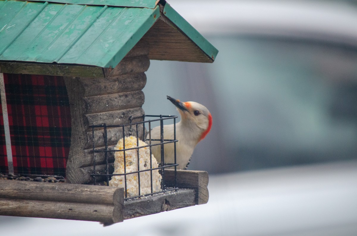 Red-bellied Woodpecker - ML618528374